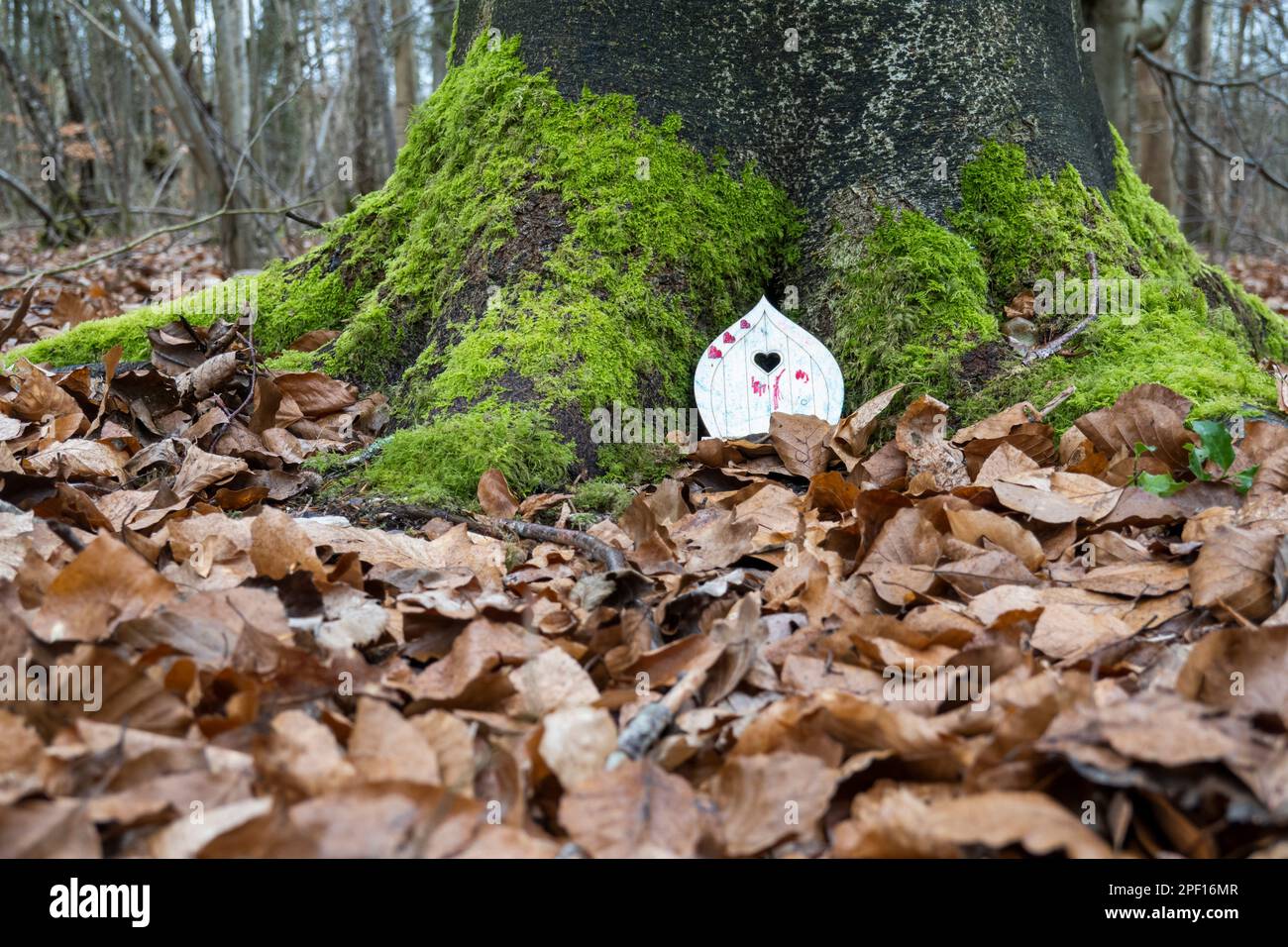 Puerta de hadas en la base del árbol en bosque caducifolio en invierno, Hampshire, Inglaterra, Reino Unido, Europa Foto de stock