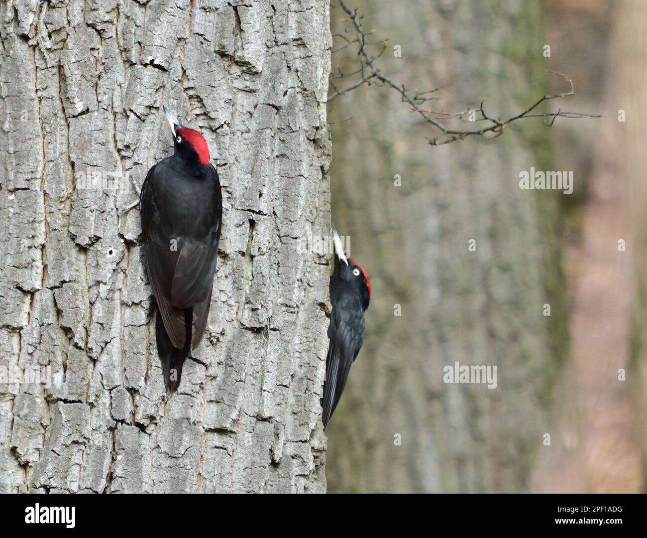 Pájaro carpintero negro - Dryocopus martius en Lainzer Tiergarten Foto de stock