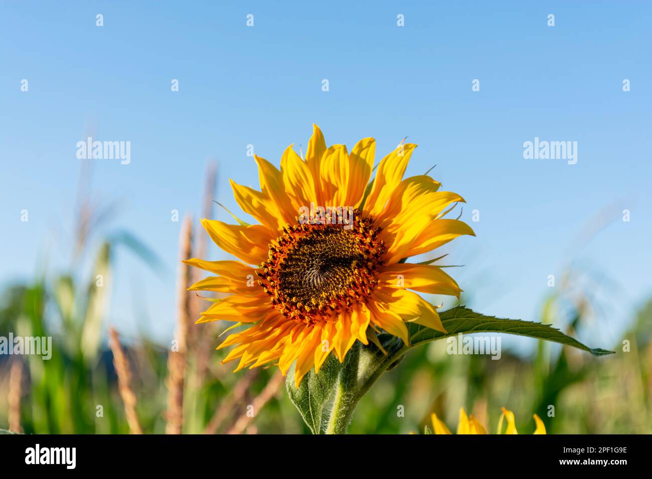 Girasol en un campo con fondo de cielo azul, Girasol floreciendo Fotografía  de stock - Alamy