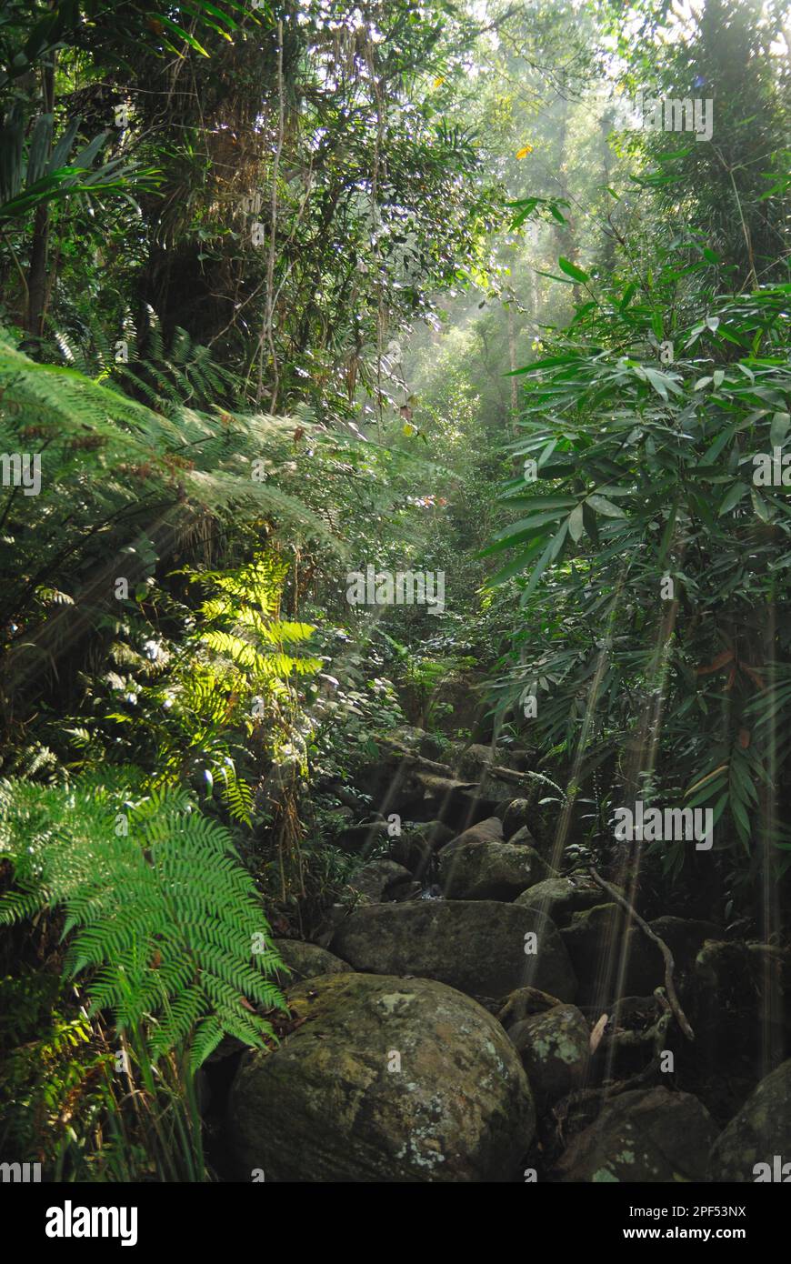 Exuberante vegetación que sobresale del arroyo en el hábitat primario de la selva tropical de tierras bajas, Reserva Forestal de Sinharaja, Sri Lanka Foto de stock