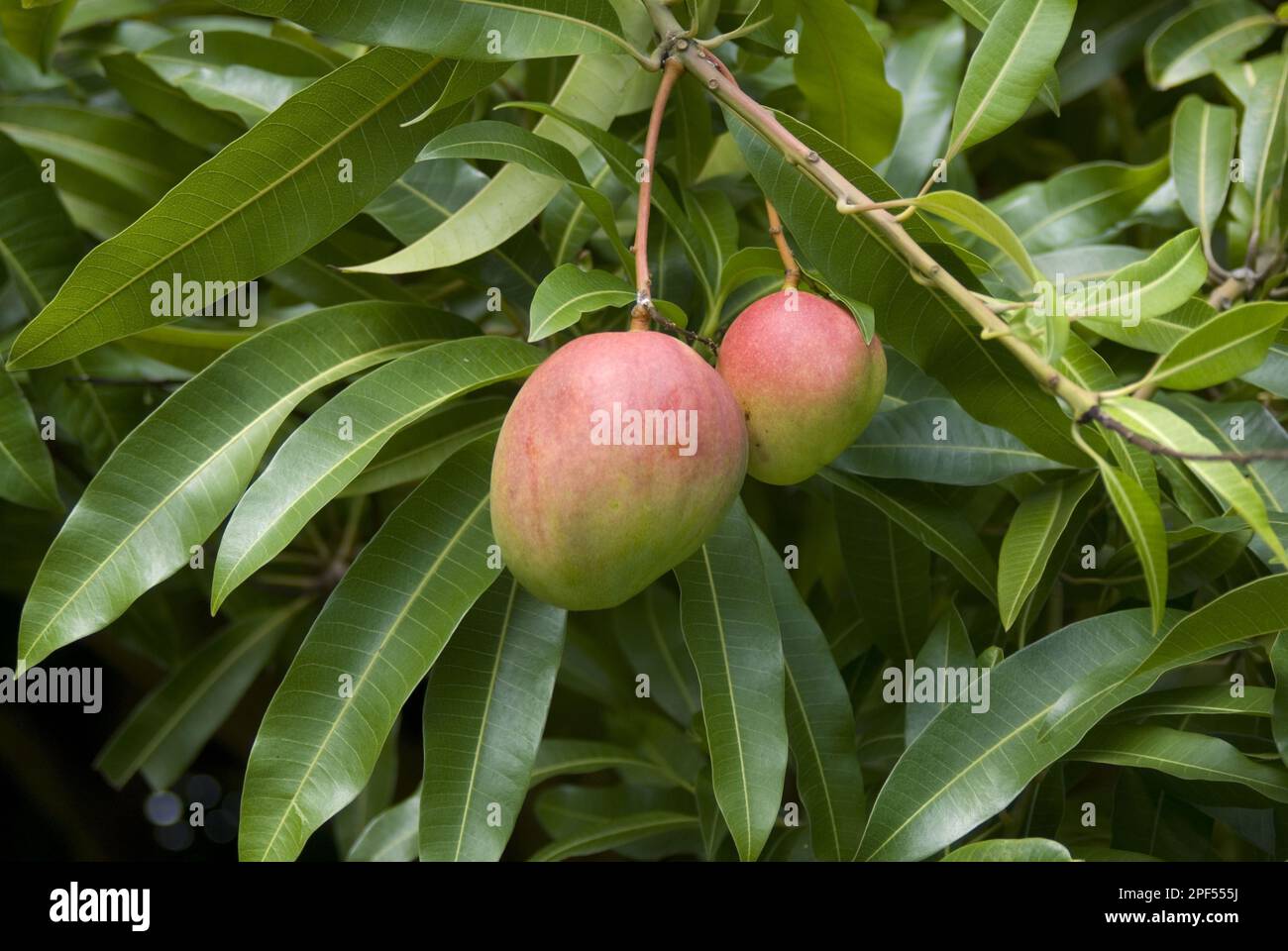 Mango (Mangifera indica) primer plano de frutas y hojas, Granada