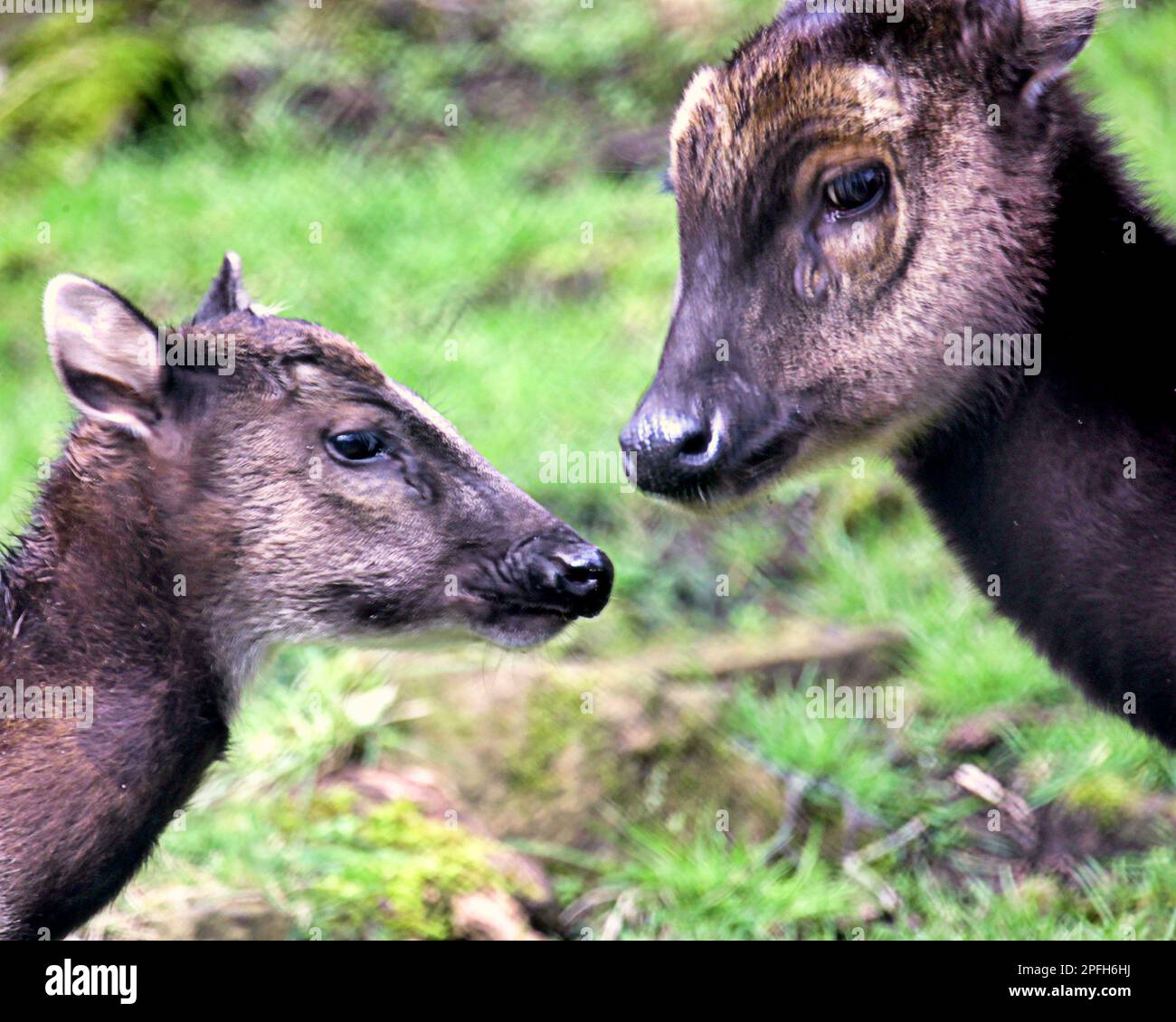Ciervos manchados Visayan también conocidos como ciervos manchados filipinos madre y ternero Foto de stock