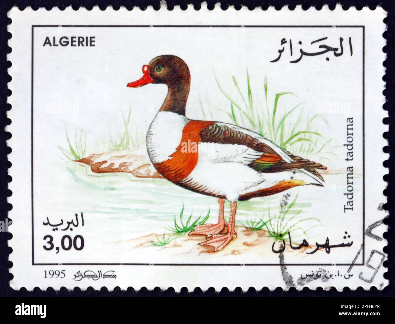 ARGELIA - CIRCA 1995: Un sello impreso en Argelia muestra el shelduck común, tadorna tadorna, ave acuática, circa 1995 Foto de stock