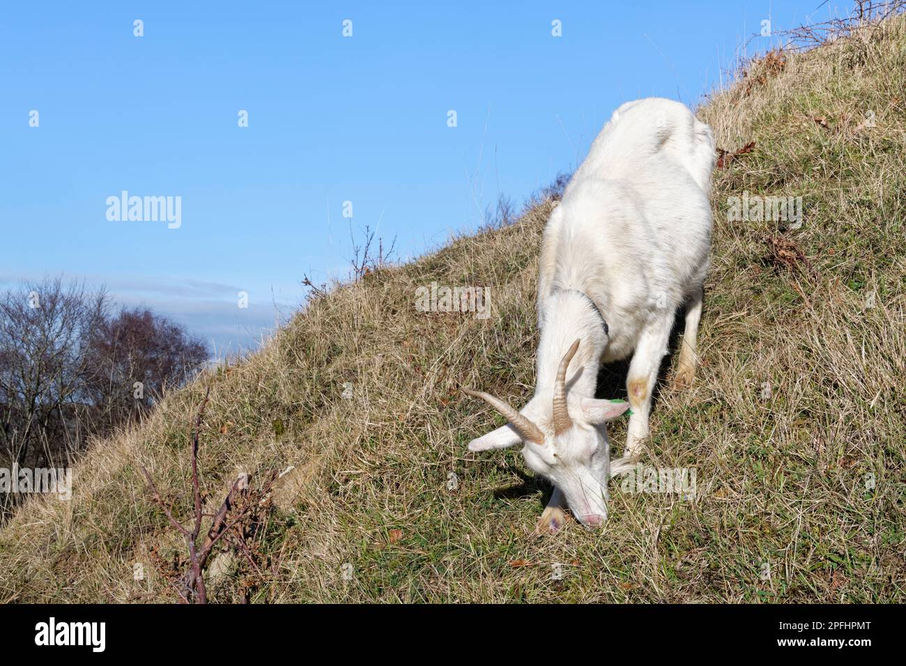 Cabra (Capra hircus) pastando la ladera de praderas de tiza para controlar la invasión de matorrales y beneficiar a las flores silvestres, Reserva Natural de la Locura de Browne, Bath y N Foto de stock