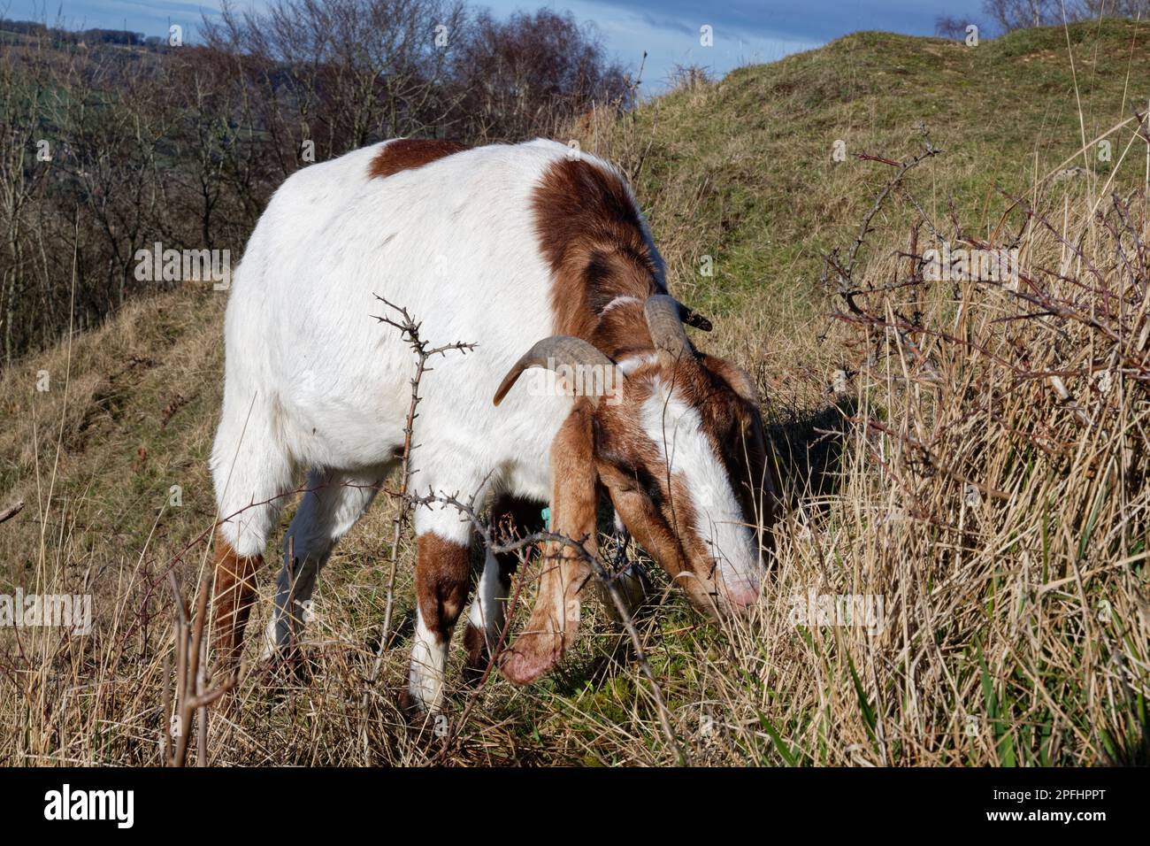 Cabra (Capra hircus) pastando la ladera de praderas de tiza para controlar la invasión de matorrales y beneficiar a las flores silvestres, Reserva Natural de la Locura de Browne, Bath y N Foto de stock