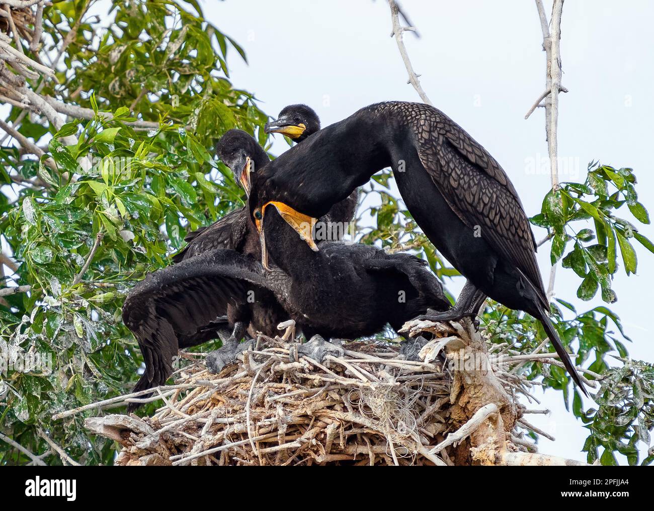 Primer plano del comportamiento de alimentación de los cormoranes de doble cresta en su sitio de nido natural. Padre está alimentando a un pollito mientras que un segundo observa. Foto de stock