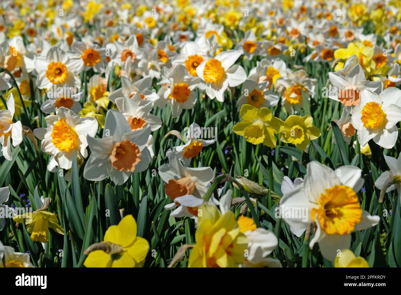 Banner de flores de primavera. Narcisos de flores amarillas y blancas en campo de narcisos. Pétalos amarillos y hojas verdes de flores en flor. Tarjeta de felicitación, mot Foto de stock