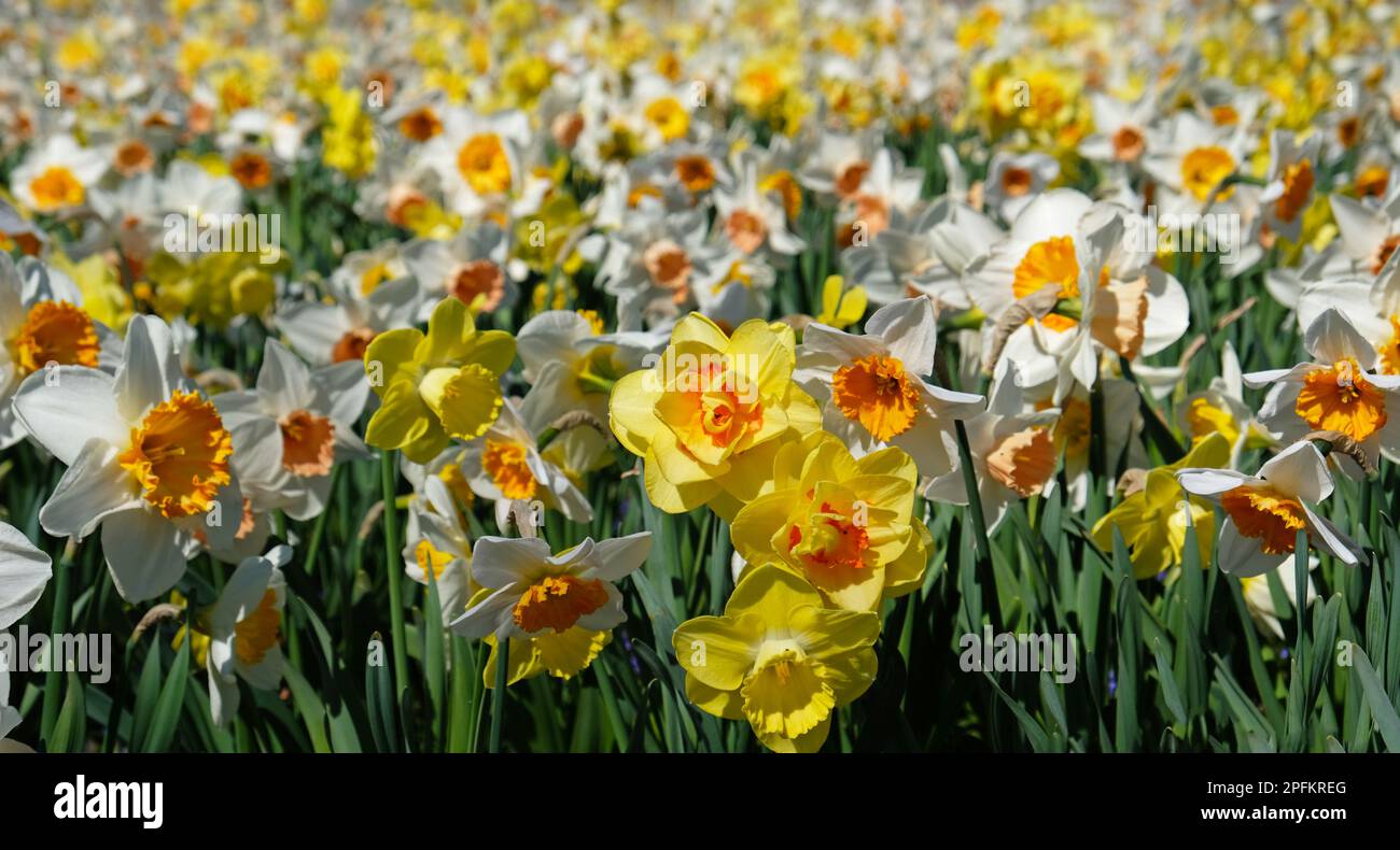 Banner de flores de primavera. Narcisos de flores amarillas y blancas en campo de narcisos. Pétalos amarillos y hojas verdes de flores en flor. Tarjeta de felicitación, mot Foto de stock