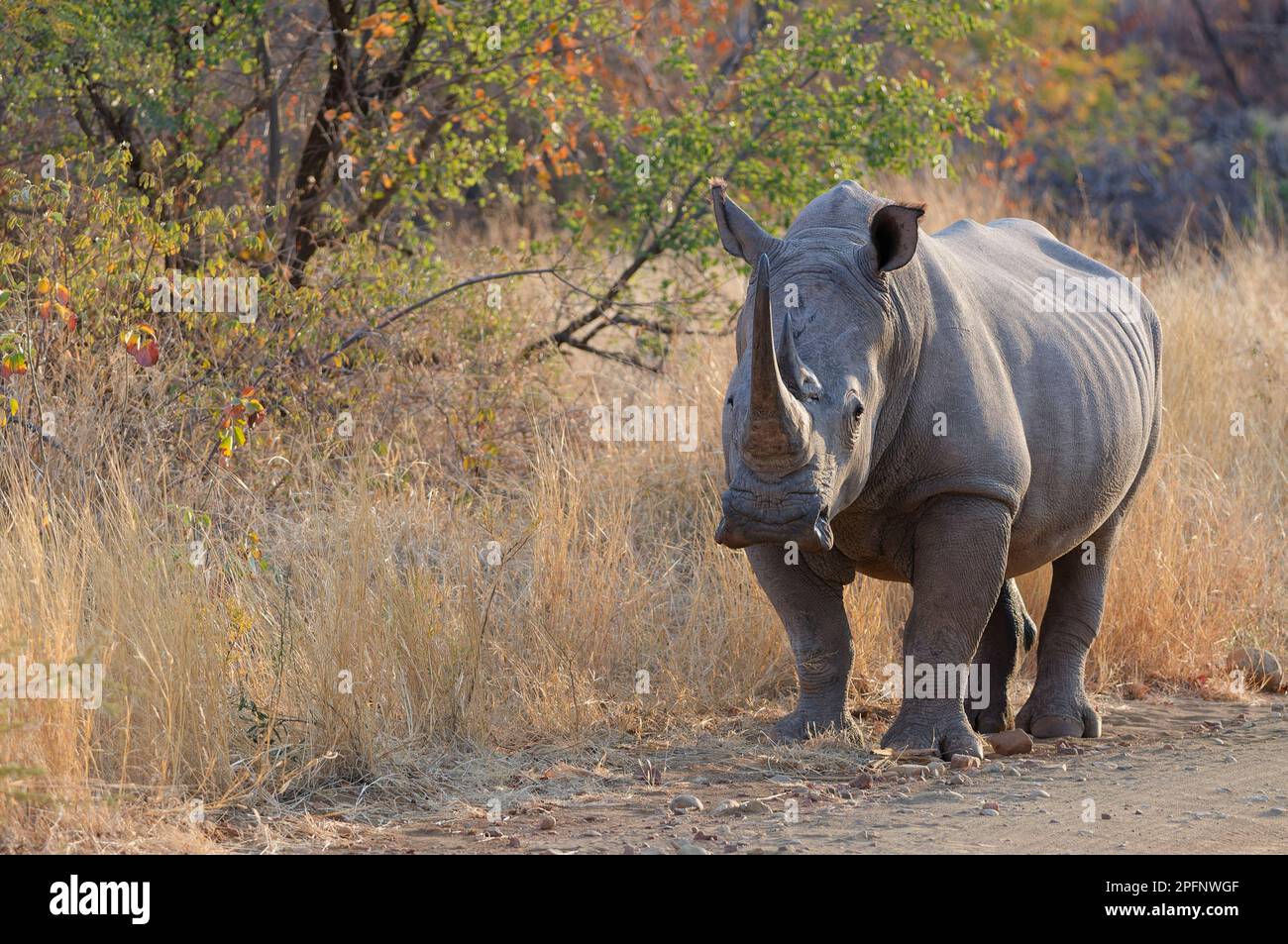 Rinoceronte blanco (Ceratotherium simum), hembra adulta de pie a lo largo de un camino de tierra, Parque Nacional Marakele, provincia de Limpopo, Sudáfrica, África Foto de stock