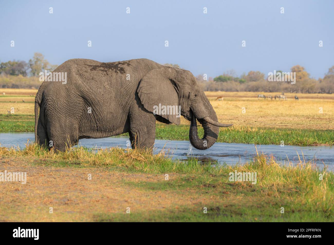 El solitario toro elefante, Loxodonta africana, se encuentra en el agua potable del río. Delta del Okavango, Botsuana, África Foto de stock