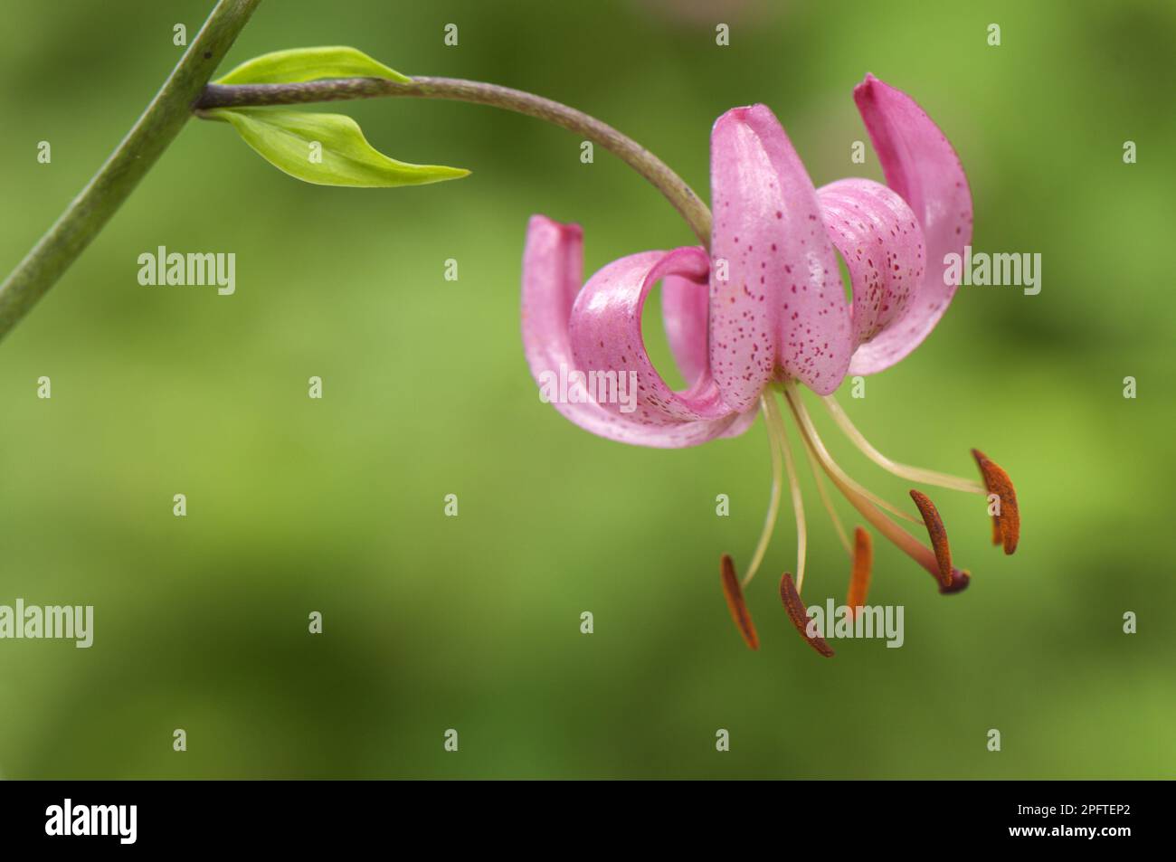 Martagon Lily (Lilium martagon) primer plano de la flor, Italia Foto de stock