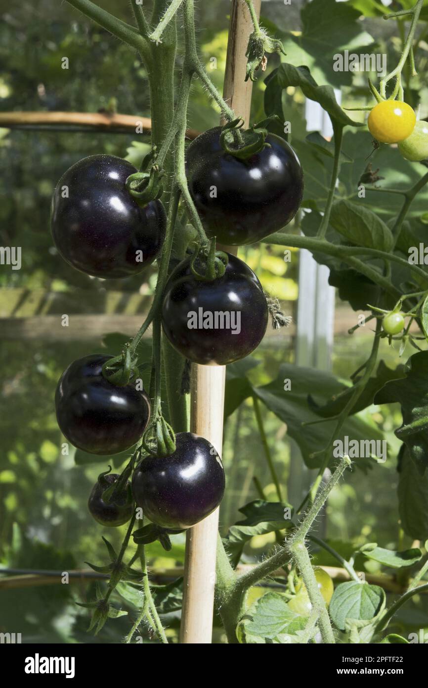 Tomate (Solanum sp.) 'Indigo Rose', primer plano de la fruta, maduración en invernadero, Speen Garden, Buckinghamshire, Inglaterra, Reino Unido Foto de stock