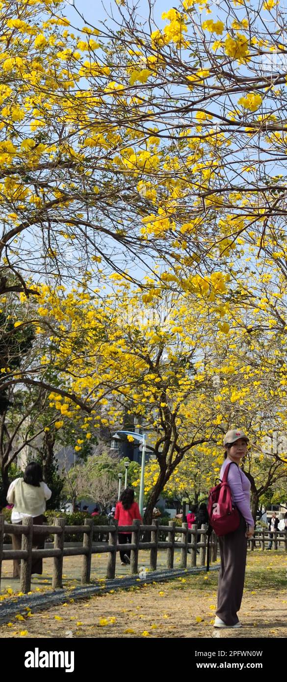 Parque Beitun Xizi, Taichung - 9 de marzo de 2023 : Al lado del parque Xizi en Dakeng, Taichung, Suzuki chinensis están en plena floración Foto de stock