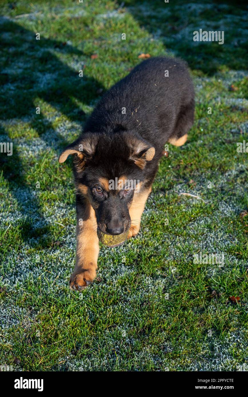 Lindo pequeño cachorro de pastor alemán con orejas floppy al aire libre en sol de primavera Foto de stock