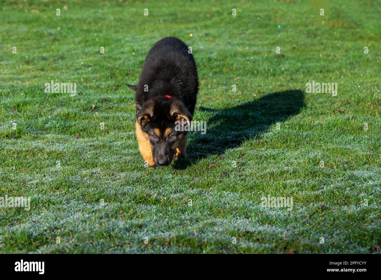 Lindo pequeño cachorro de pastor alemán con orejas floppy al aire libre en sol de primavera Foto de stock