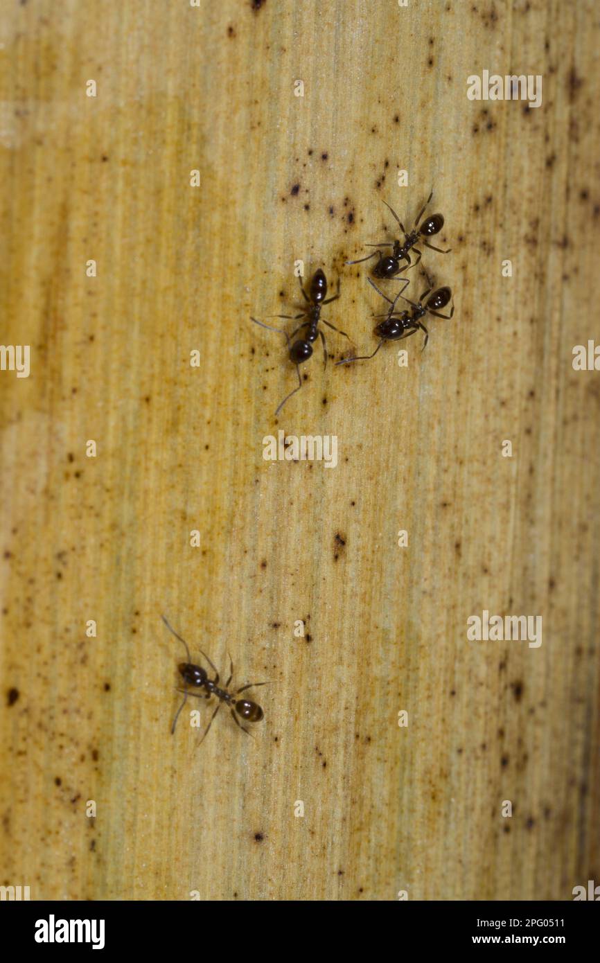 La hormiga (Linepithema iniquum) introdujo especies, especies vagabundas tropicales originarias de América del Sur, establecidas en invernaderos en Europa, adultas Foto de stock