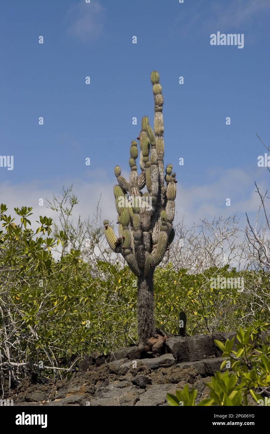 Candelabra cactus galapagos fotografías e imágenes de alta resolución
