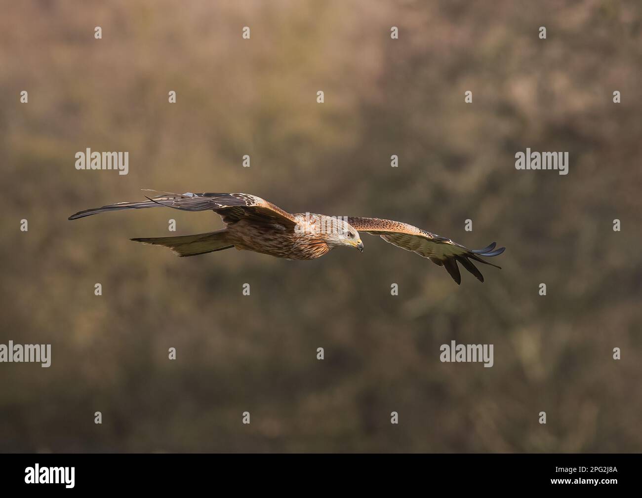 Primer plano de una cometa roja (Milvus milvus) volando contra un fondo de bosque. Traído de vuelta desde el borde de la extinción en el Reino Unido. Suffolk Foto de stock