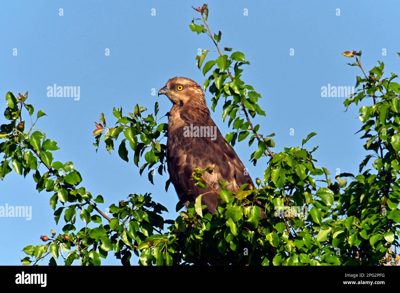 Western Honey Buzzard (Pernis apivorus),. Hembra encaramada en un árbol. Alemania Foto de stock