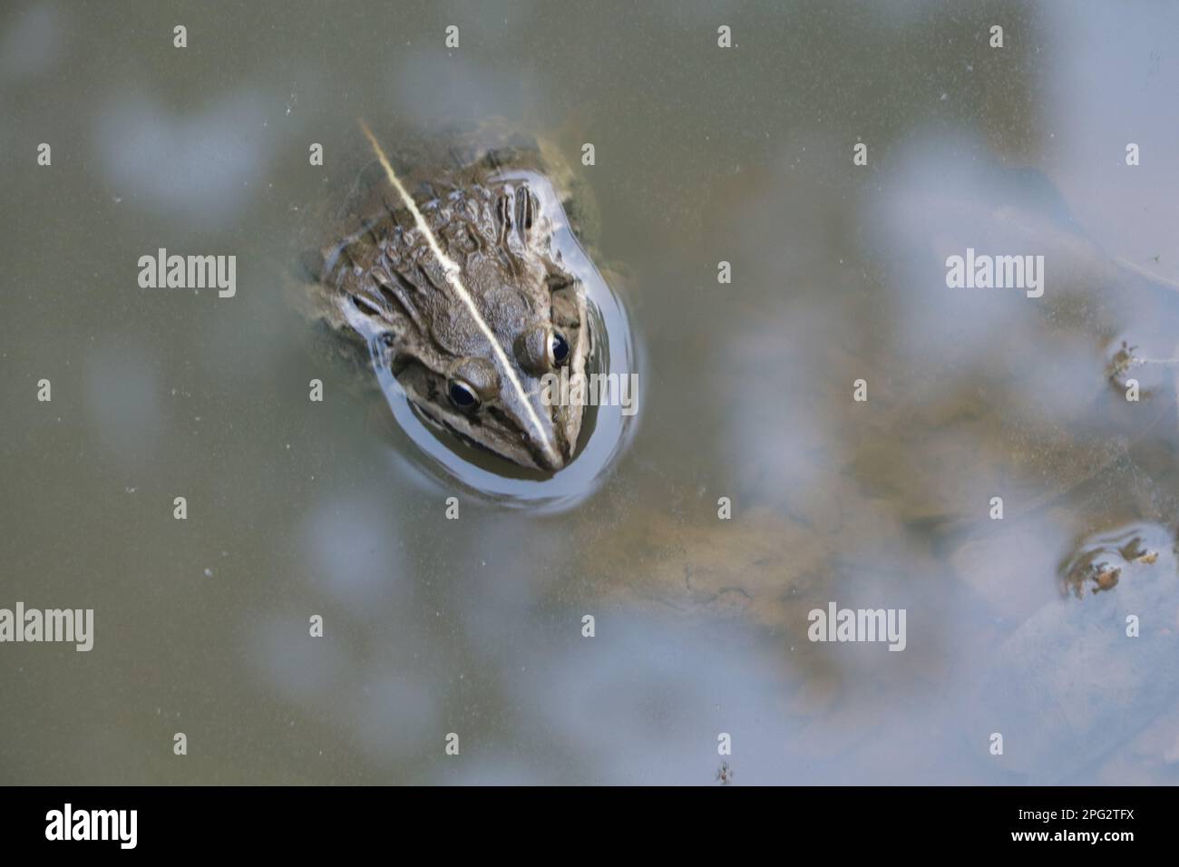 Indian green frog fotografías e imágenes de alta resolución - Alamy