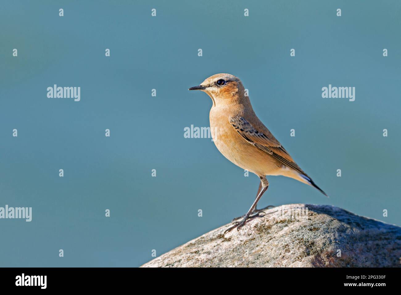 Wheatear del Norte (Oenanthe oenanthe). Mujer de pie en la roca, Dinamarca Foto de stock