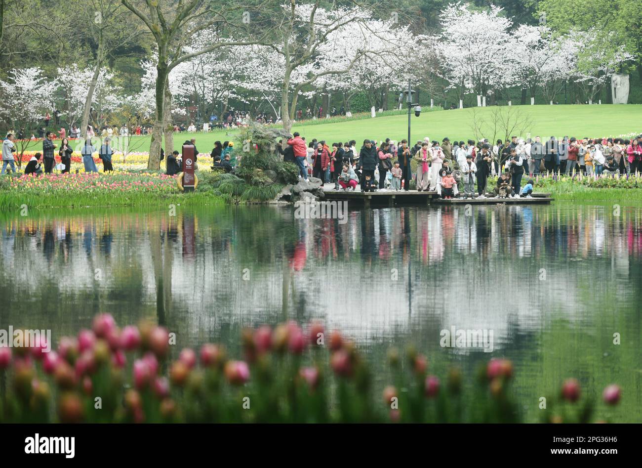 HANGZHOU, CHINA - 20 DE MARZO de 2023 - Los turistas ven los tulipanes y los cerezos en flor en el parque de la bahía de Taizi en el lago del oeste en Hangzhou, provincia de Zhejiang Foto de stock