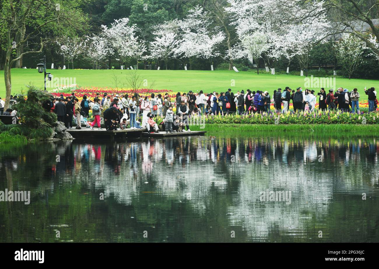 HANGZHOU, CHINA - 20 DE MARZO de 2023 - Los turistas ven los tulipanes y los cerezos en flor en el parque de la bahía de Taizi en el lago del oeste en Hangzhou, provincia de Zhejiang Foto de stock