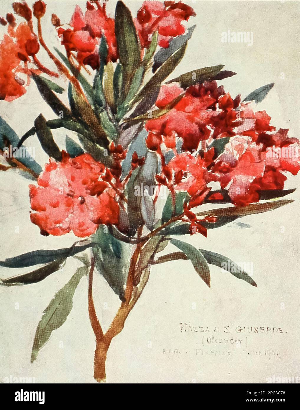 Estudio de la flor del olivo rosa, el 'Mazza di San Guiseppe' pintado