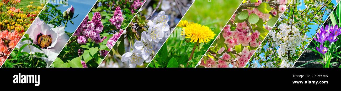 Cereza floreciente, peonías, dientes de león y otras flores de primavera. Collage panorámico. Imagen ancha. Foto de stock