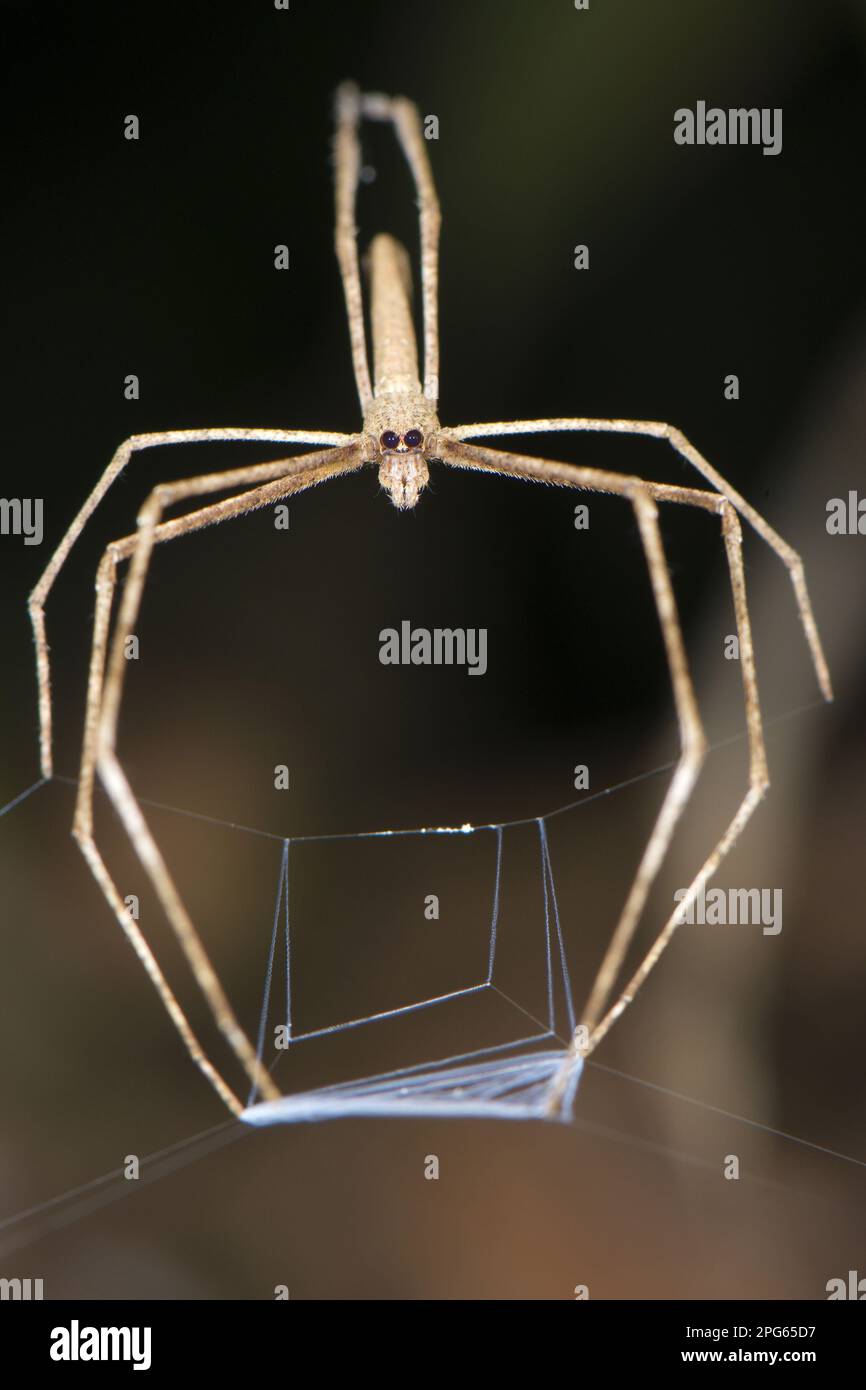 Arañas, Arañas, Otros animales, Arañas, Arácnidos, Animales, Net-casting Spider (Deinopis sp.) adulto, caza con red web Foto de stock