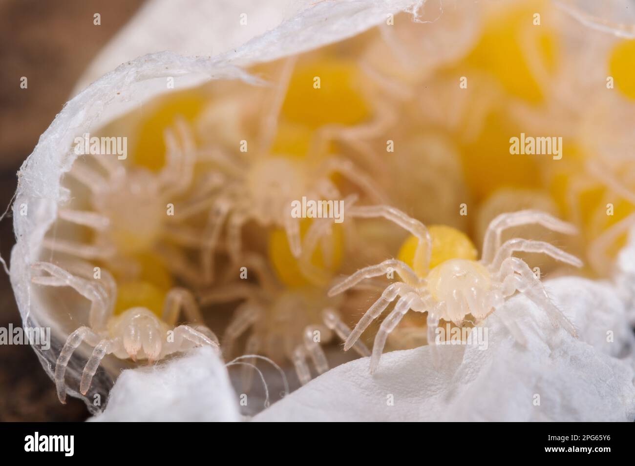 Trampilla Spider (Nemesia sp.) Nuevas especies no descritas, arañas recién nacidas, Italia Foto de stock