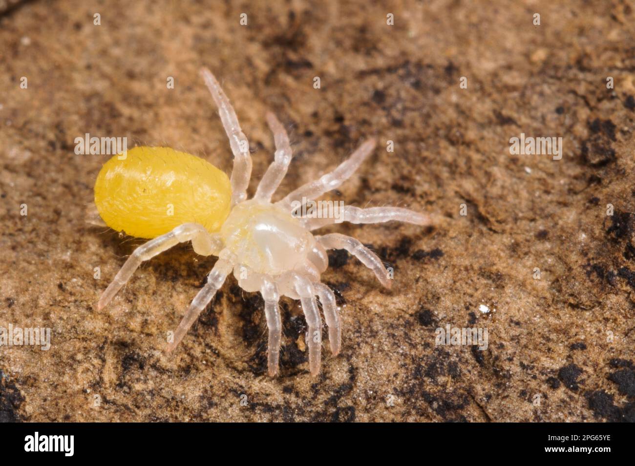 Trampilla Spider (Nemesia sp.) Nueva especie no descrita, araña recién eclosionada, Italia Foto de stock