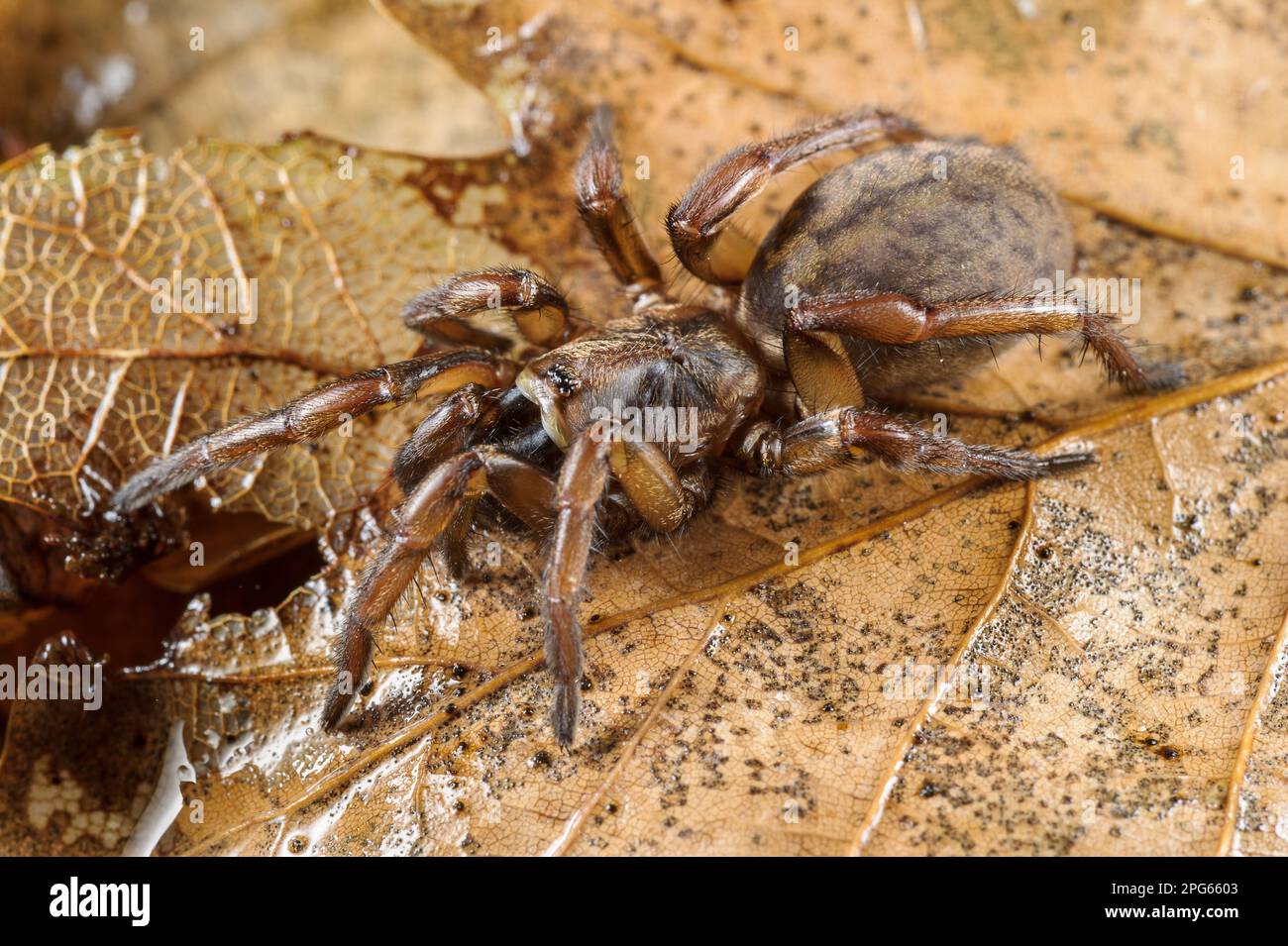 Trampilla Spider (Nemesia sp.) Nueva especie no descrita, adulta, en hojarasca, Italia Foto de stock