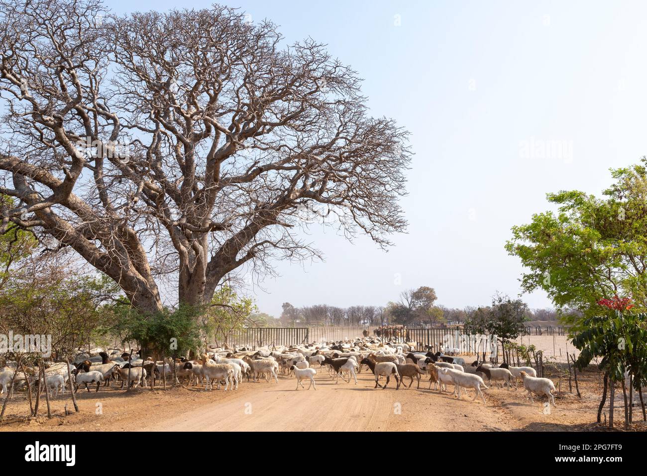 Gran rebaño de ovejas y ganado que se rebaño para ir a pastorear en una granja de ganado del norte de Botswana Foto de stock