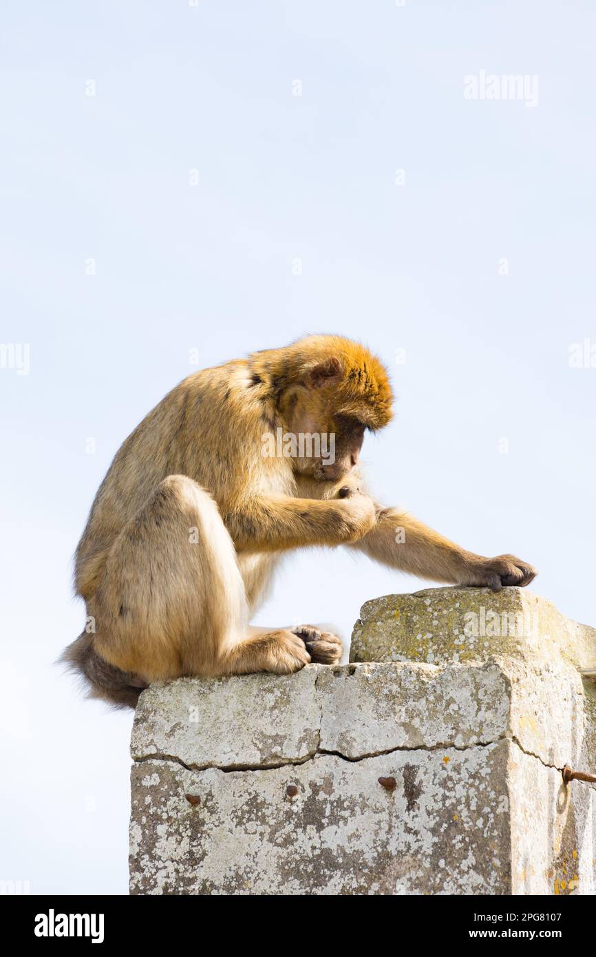 El famoso Macaque de Berbería del Territorio Británico de Ultramar de Gibraltar, el Peñón de Gibraltar en la Península Ibérica. Foto de stock