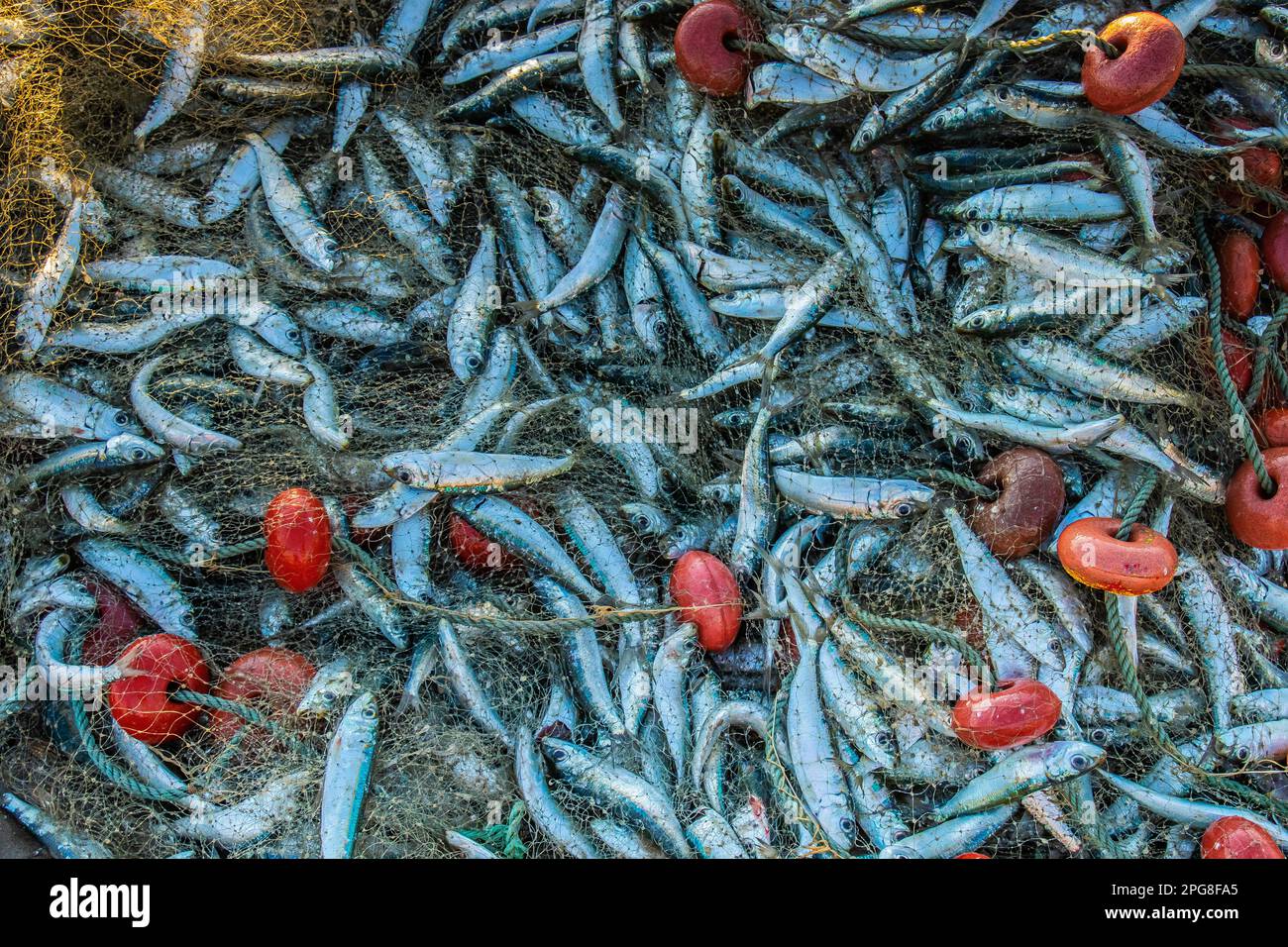 Pescado capturado en una red de pesca Foto de stock