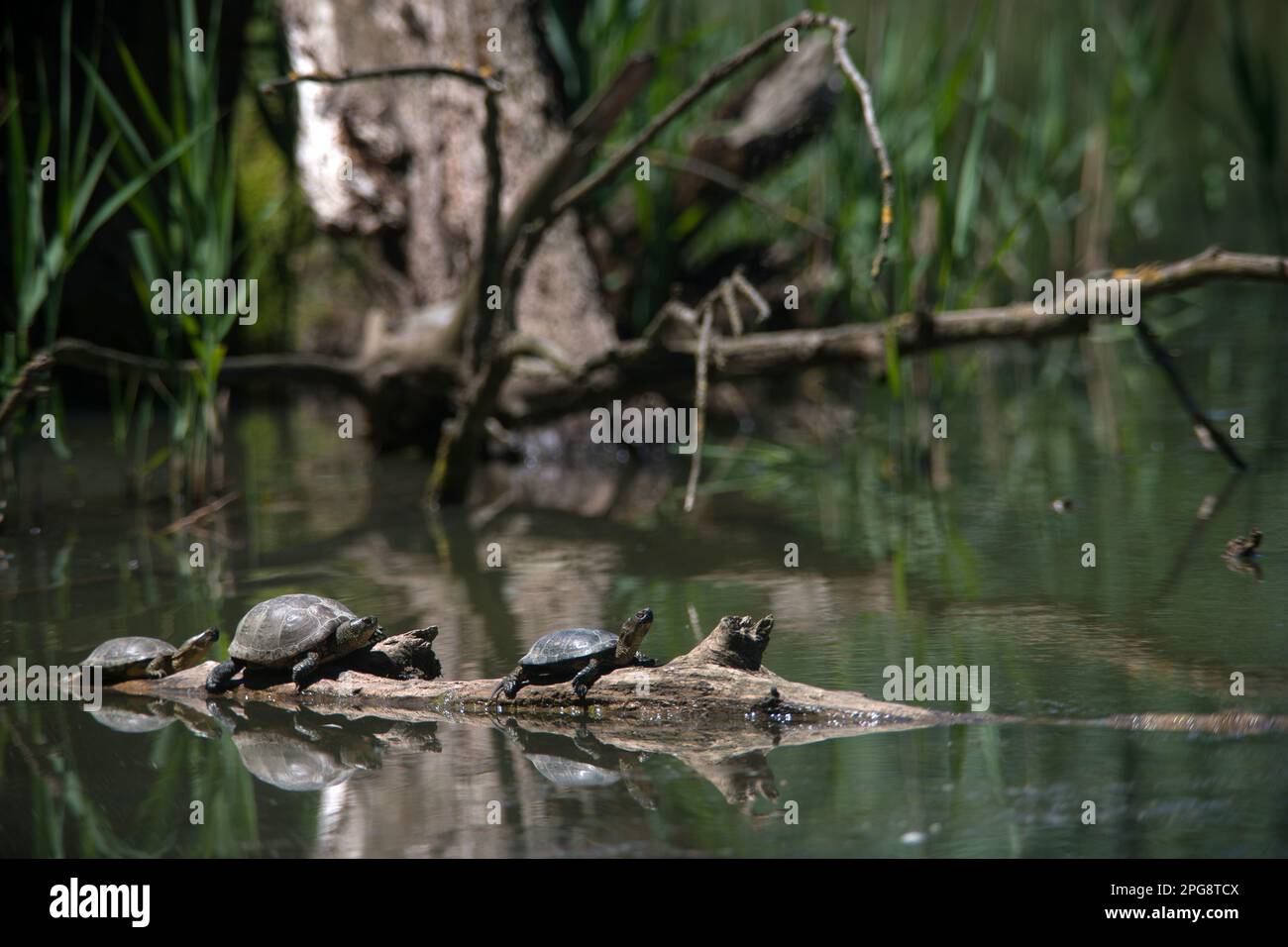 tartaruga palustre; fiume sele, oasi wwf di persano, serre, salerno, campania, italia Foto de stock