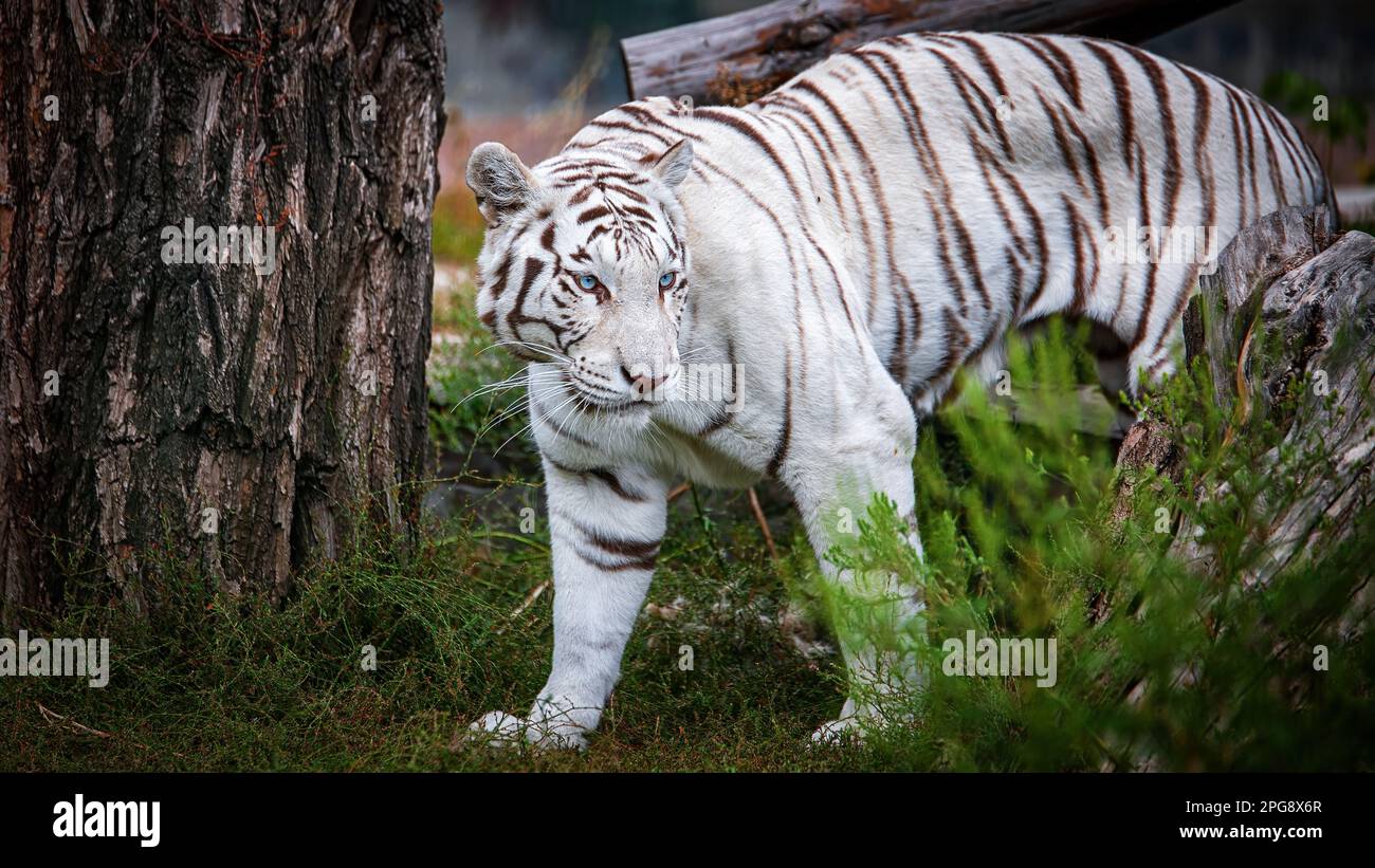 Tigre albino blanco con ojos azules, en un entorno natural Foto de stock