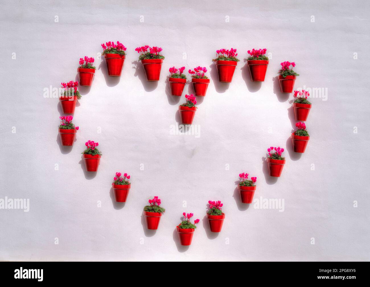 Macetas en forma de corazón con flores rosadas en la pared blanca en la luz del sol Foto de stock