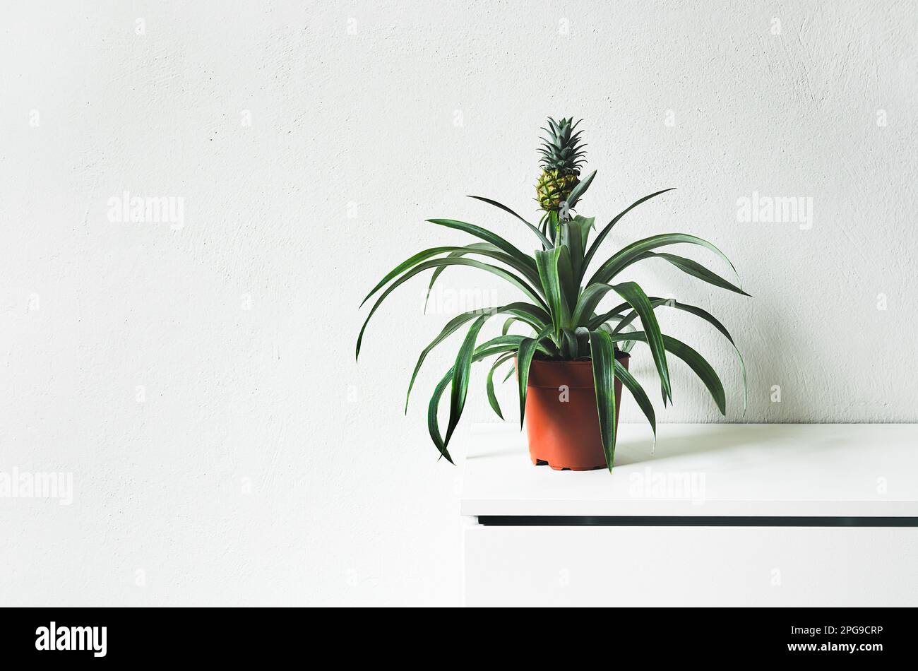 Una planta joven de la piña sobre una mesa blanca en una habitación, estilo minimalista y escandinavo, espacio de copia Foto de stock