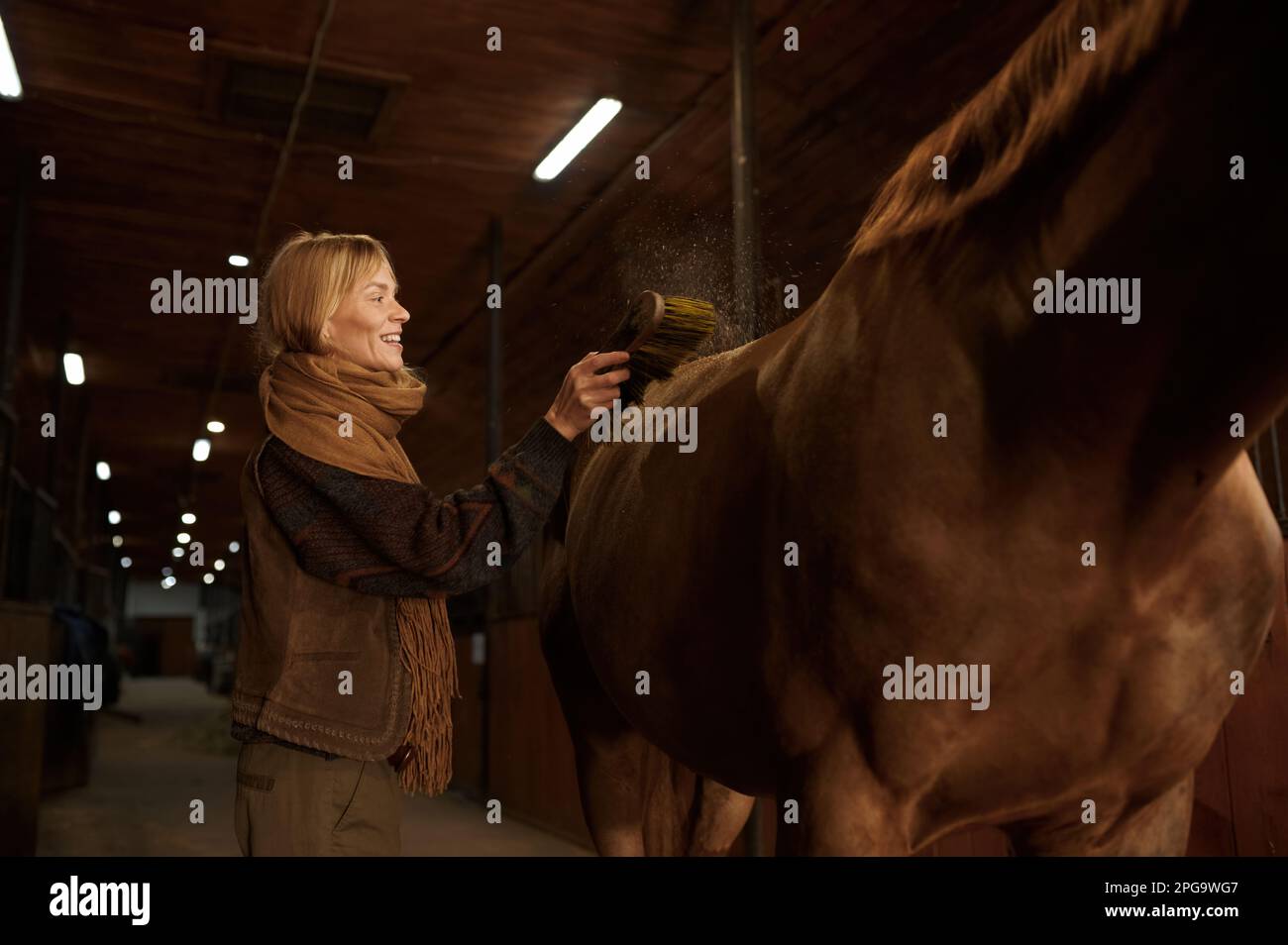Mujer sonriente que limpia el caballo de su semental de pura raza marrón Foto de stock