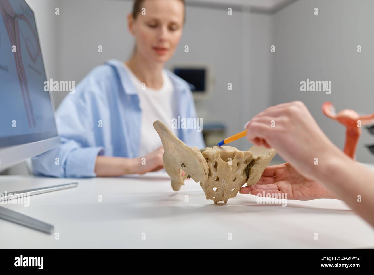 Primer ginecólogo que muestra la estructura de la pelvis y el suelo pélvico a la mujer Foto de stock