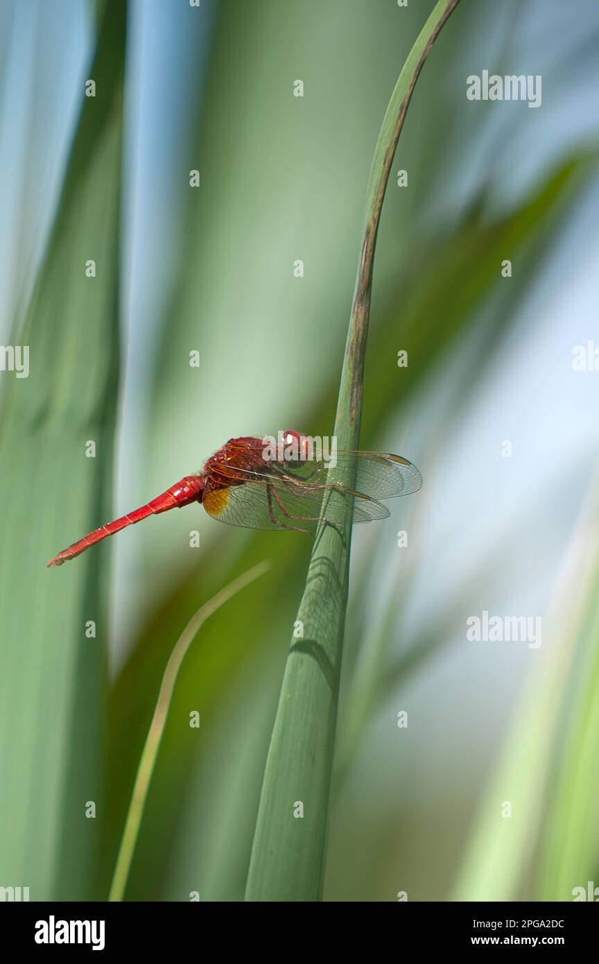 libellula, fiume sele, oasi wwf di persano, serre, salerno, campania, italia, Foto de stock