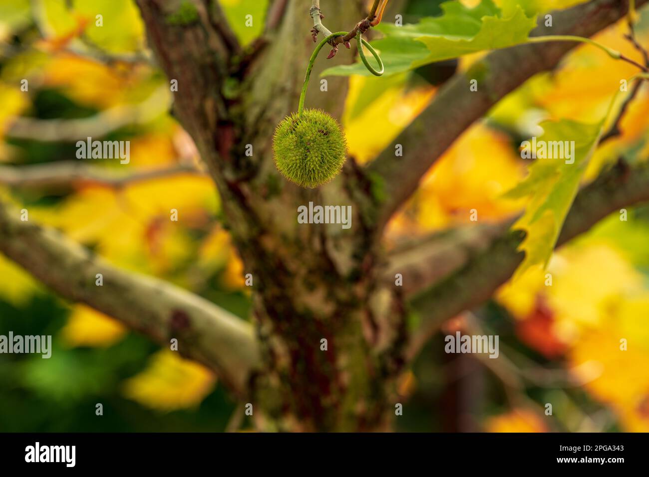 Frutos de Platanus xacerifoia, nueces peludas, recolectadas en densas infructescencias de capitate Foto de stock