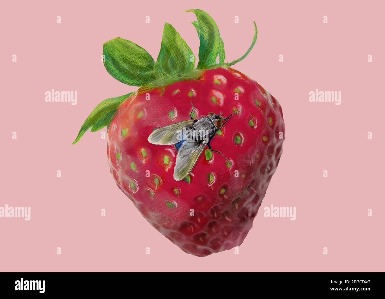 Un gemalte Erdbeere mit Fliege Foto de stock