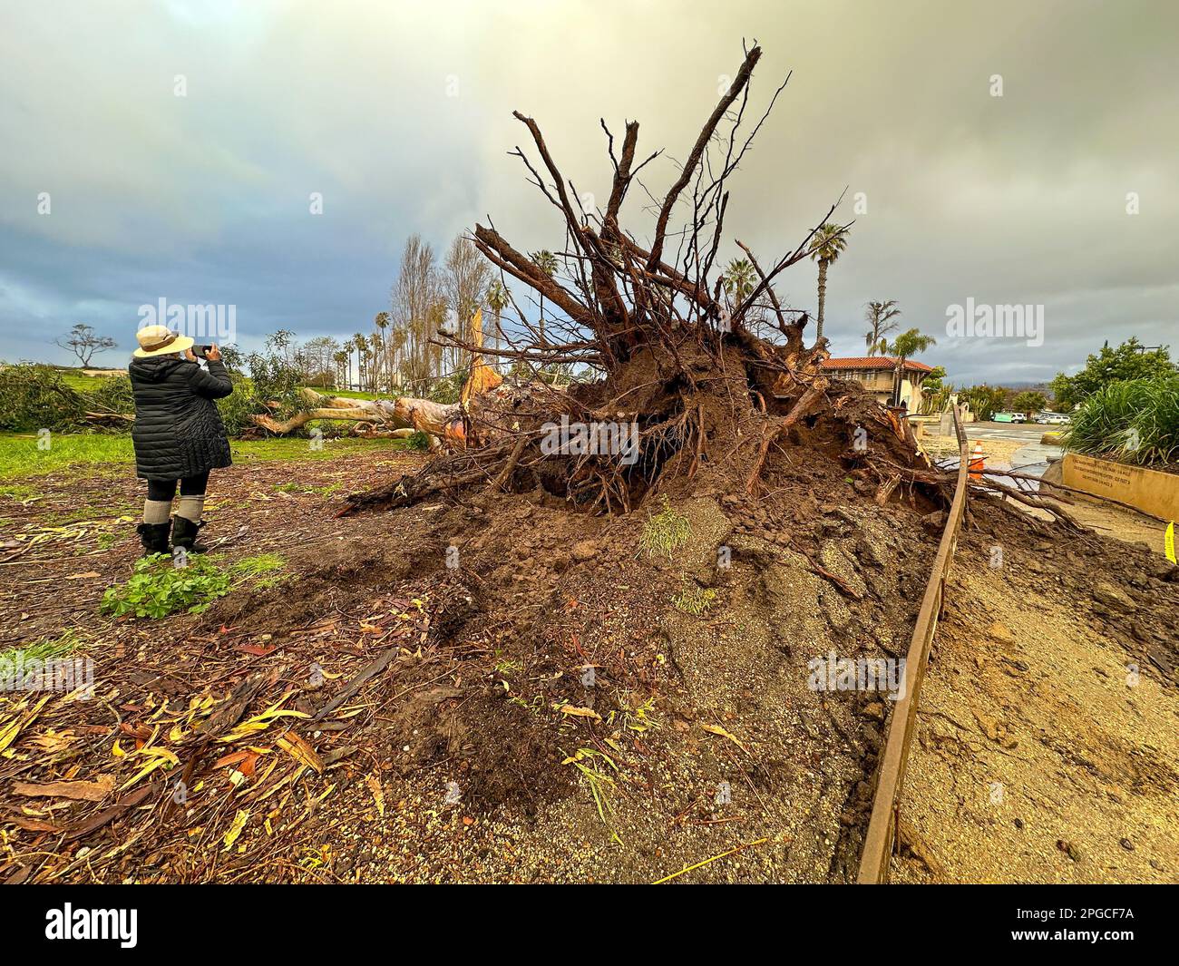 Carpinteria, California, EE.UU. 21st de marzo de 2023. Árbol caído gigante expone sus raíces el 21 de marzo de 2023, debido a las fuertes lluvias y vientos a lo largo de Linden Ave., en Carpinteria, CA, cerca de la playa estatal de Carpinteria, en el condado de Santa Bárbara. Una mujer se queda asombrada y toma fotos de la zona. (Imagen de crédito: © Amy Katz/ZUMA Press Wire) ¡USO EDITORIAL SOLAMENTE! ¡No para USO comercial! Foto de stock