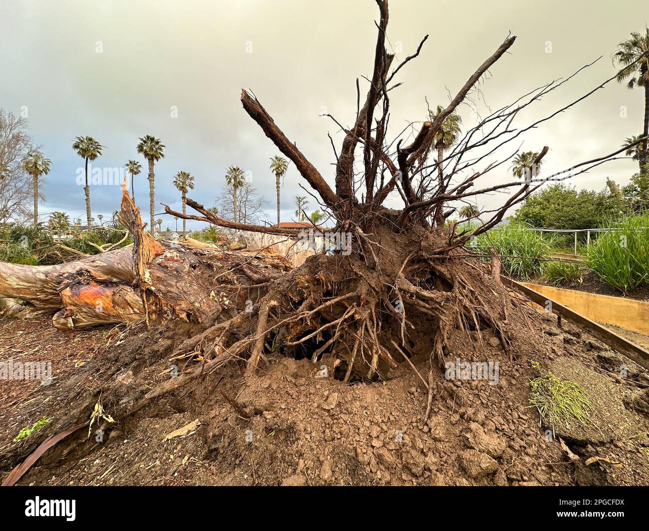 Carpinteria, California, EE.UU. 21st de marzo de 2023. Árbol caído gigante expone sus raíces el 21 de marzo de 2023, debido a las fuertes lluvias y vientos a lo largo de Linden Ave., en Carpinteria, CA, cerca de la playa estatal de Carpinteria, en el condado de Santa Bárbara. Una mujer se queda asombrada y toma fotos de la zona. (Imagen de crédito: © Amy Katz/ZUMA Press Wire) ¡USO EDITORIAL SOLAMENTE! ¡No para USO comercial! Foto de stock
