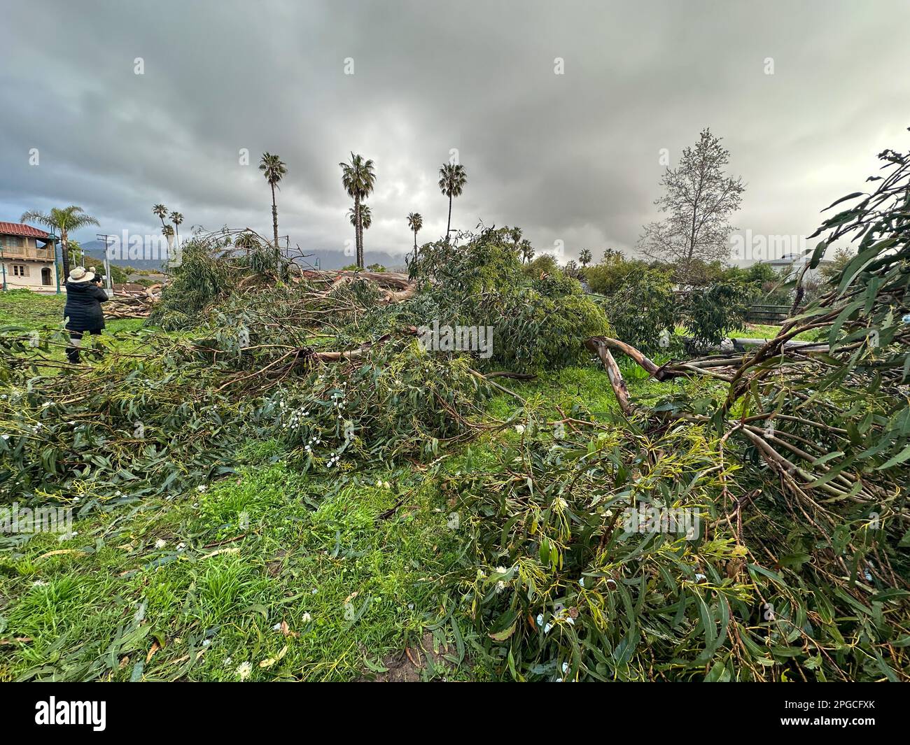 Carpinteria, California, EE.UU. 21st de marzo de 2023. Árbol caído gigante florece del suelo el 21 de marzo de 2023, debido a las fuertes lluvias y vientos a lo largo de Linden Ave., en Carpinteria, CA, cerca de la playa estatal de Carpinteria, en el condado de Santa Bárbara. (Imagen de crédito: © Amy Katz/ZUMA Press Wire) ¡USO EDITORIAL SOLAMENTE! ¡No para USO comercial! Foto de stock