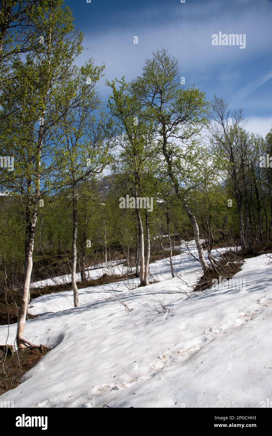 El Parque Nacional en Dividalen en el municipio de Grane en