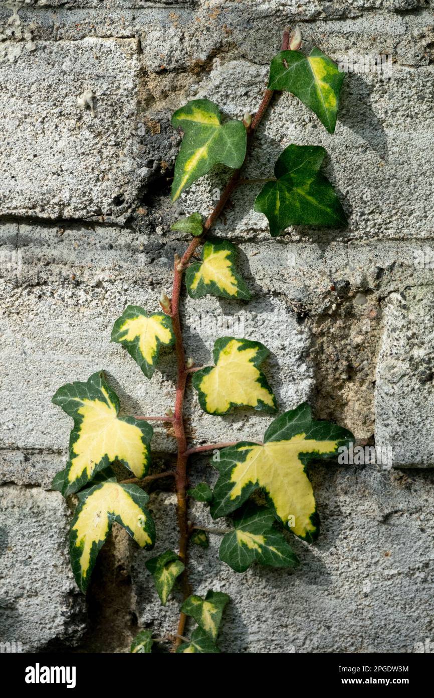 English Ivy shoot sube por la pared, amarillo dorado, hedera hélice 'Goldheart' Foto de stock